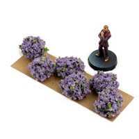 Border Plants