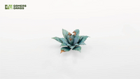 Laser Plants - Blue Agave