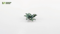 Laser Plants - Blue Agave