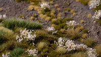 White Flowers - Wild